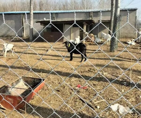 Analysis of Key Parameters of Fence Wire Mesh